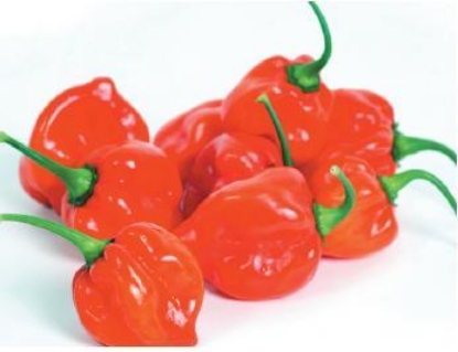 Picture of Scotch Bonnet Red Chilli Pepper